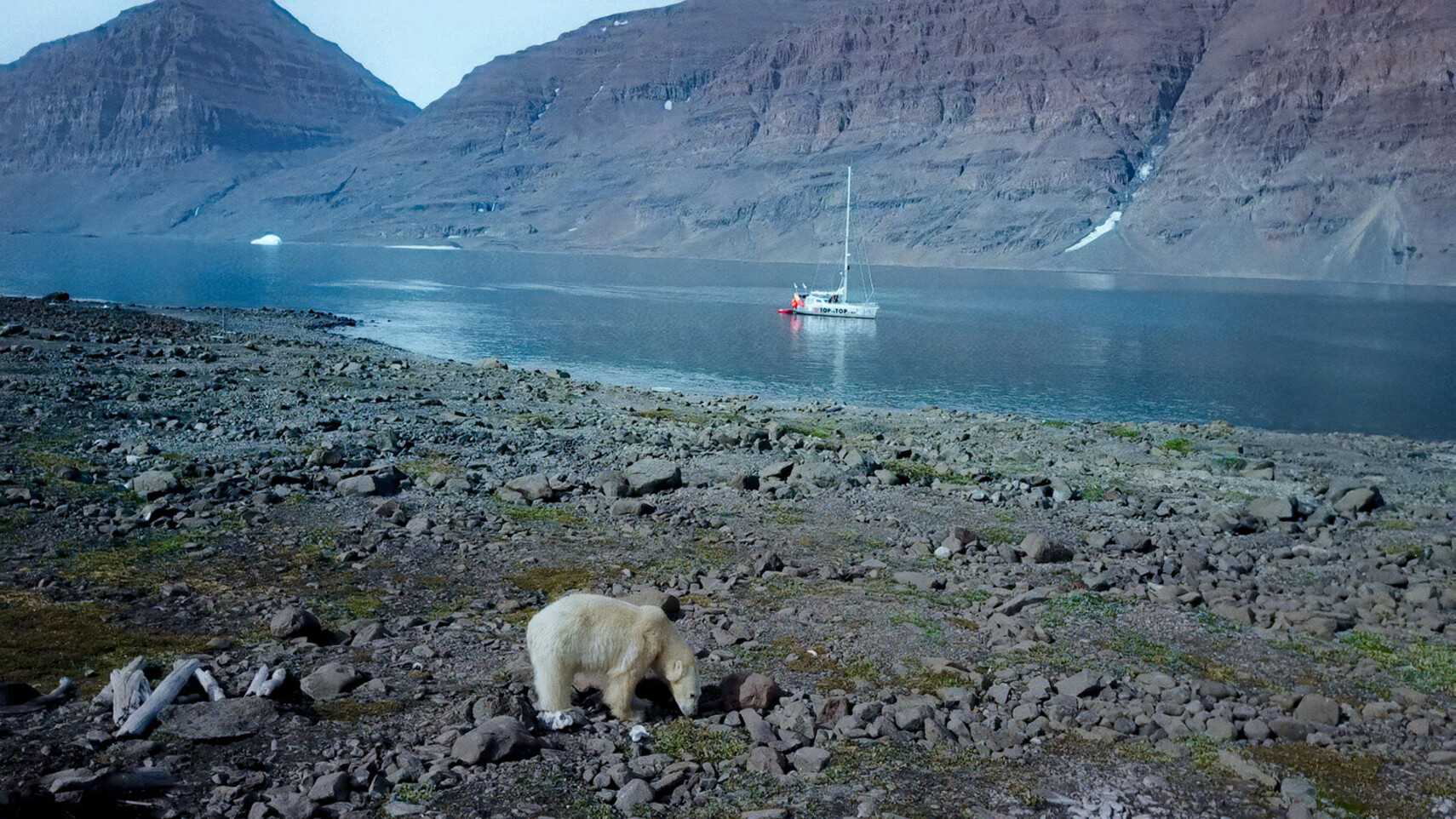 Polar bear walking along a rocky Arctic shoreline with the TOPtoTOP expedition sailboat anchored in a dramatic fjord &ndash; Schw&ouml;rer family climate expedition in the High Arctic