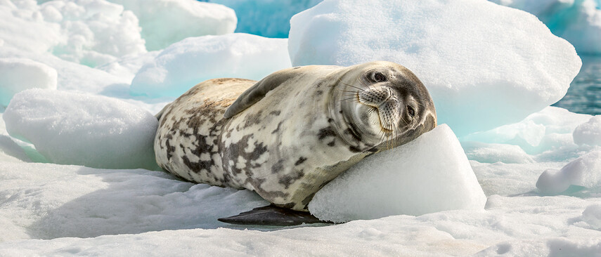 A seal rests on a chunk of ice
